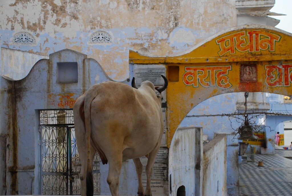 DSC_00140628 Temple bell, cow, temple, Pushkar