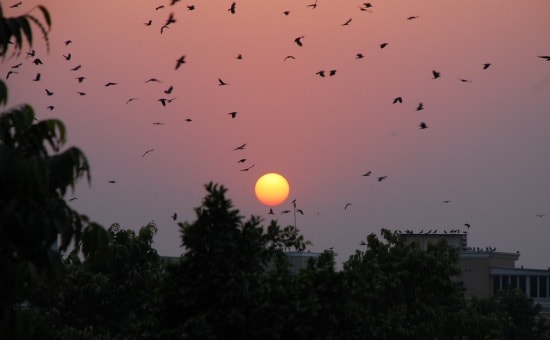 Photograph of Delhi's pink sunset in India