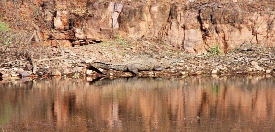 Photograph of reclinign crocodile, Ranthambhore national park and tiger reserve, Rajasthan, India