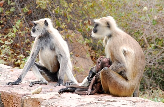 Photograph of monkeys, Ranthambhore national park and tiger reserve, Rajasthan, India