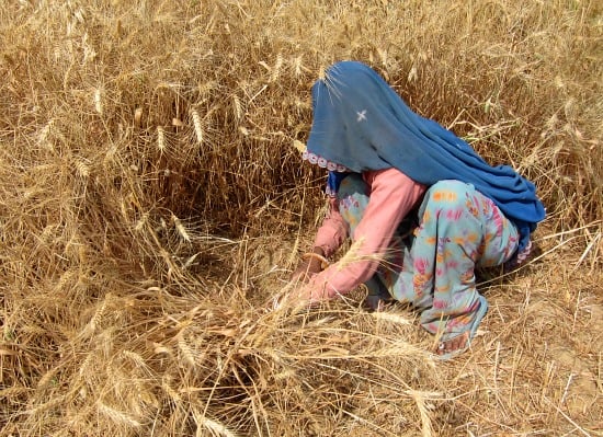 Photograph of woman working in the field, harvesting wheat, near Ranthambhore, Rajasthan, India