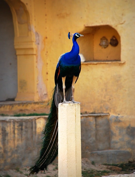 Sand Dunes & Exotic Colors of India's Rajasthan • We Blog The World