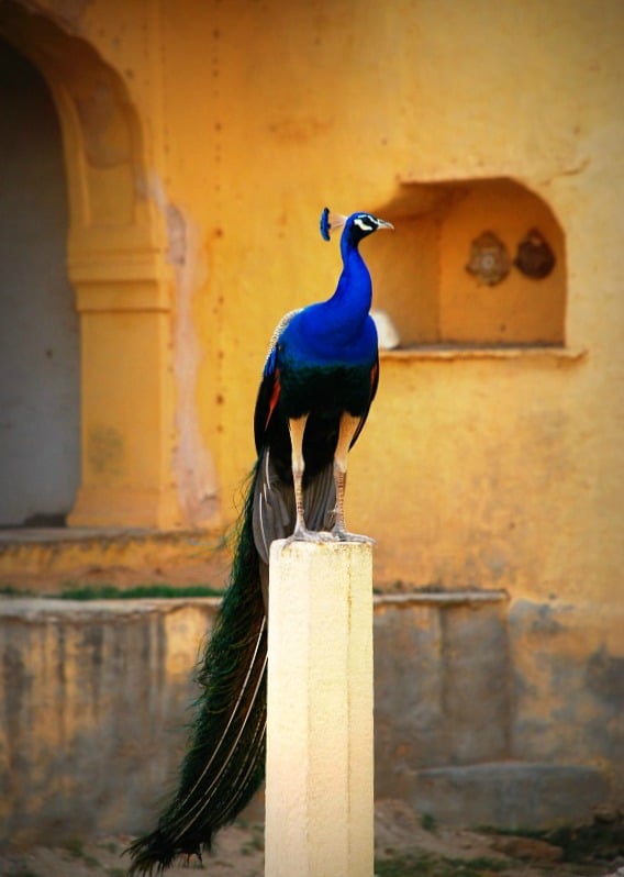 Blue: Peacock, national bird of India, Rajasthan