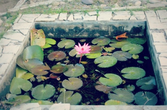 AA - Lotus pond Lotus pond on the grounds of Aurovalley Ashram, a place of natural beauty.