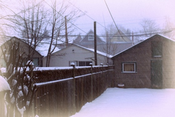 Snow falling gently in my backyard.