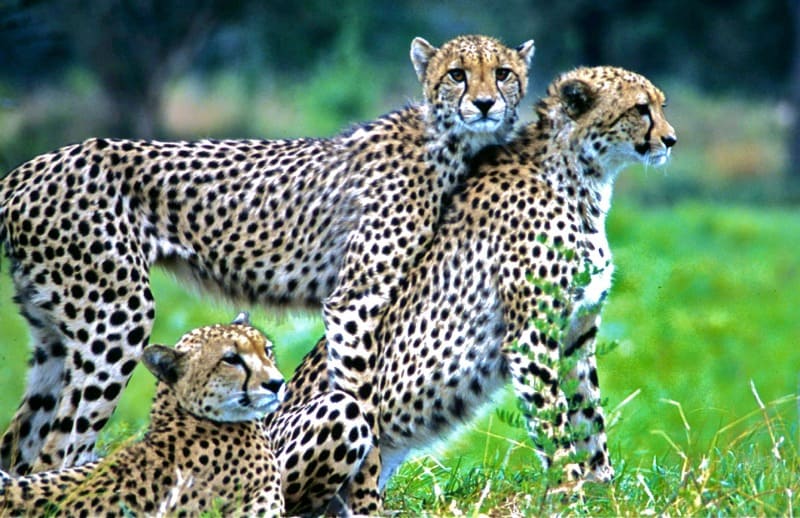 cheetah responsible ecotourism
