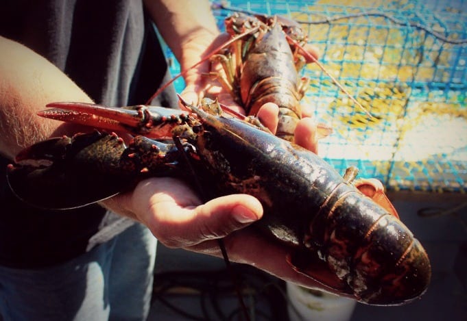 Lobster on Prince Edward Island Canada