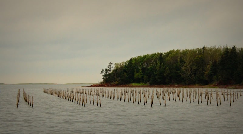 oyster bed PEI