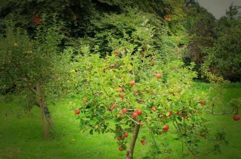 Apple orchard on the Blackwater Castle Estate in Castletownroche, Cork, Ireland