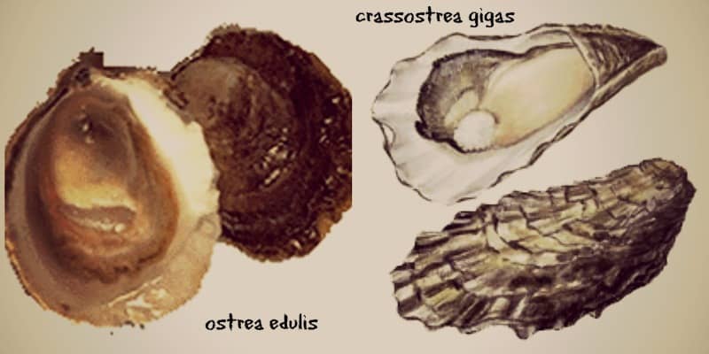 ostrea edulis and gigas oyster