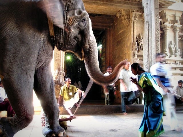 elephant in a temple in India