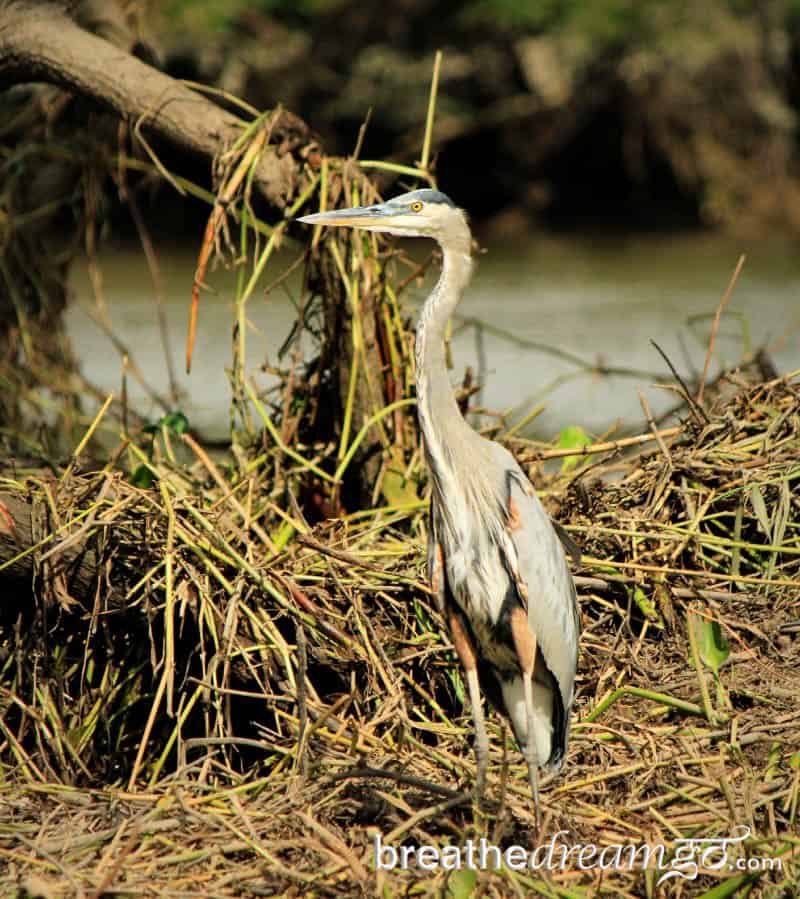 Kensington Tours private guided tour Palo Verde National Park Guanacaste Costa Rica