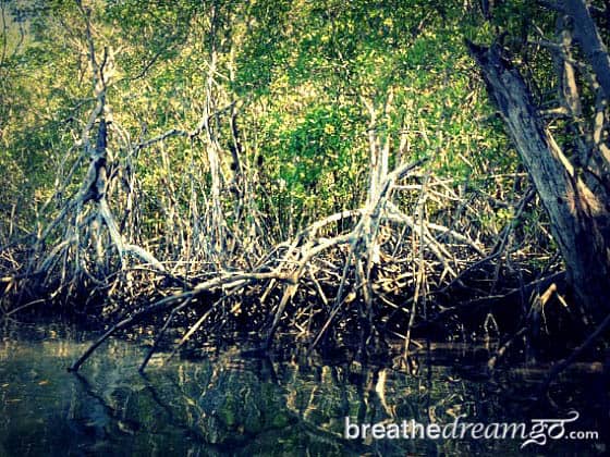 Kensington Tours private guided tour Tamarindo Estuary Guanacaste Costa Rica