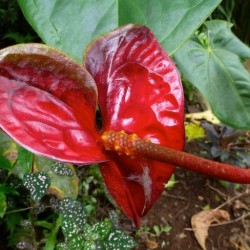The best day of my life flowers Costa Rica ecotourism
