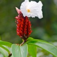 flowers Costa Rica ecotourism