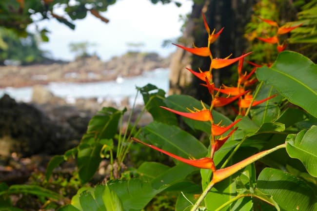 flowers Costa Rica ecotourism