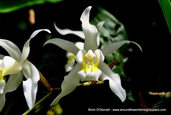 flowers Costa Rica ecotourism