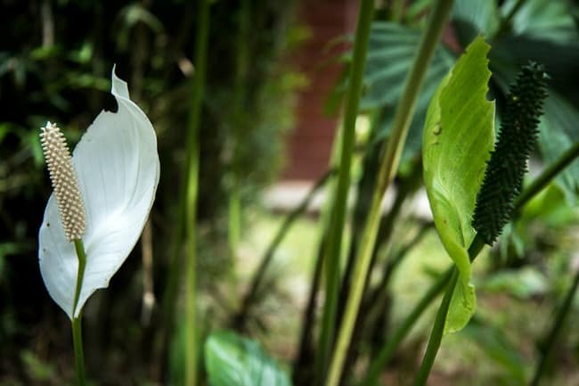 flowers Costa Rica ecotourism