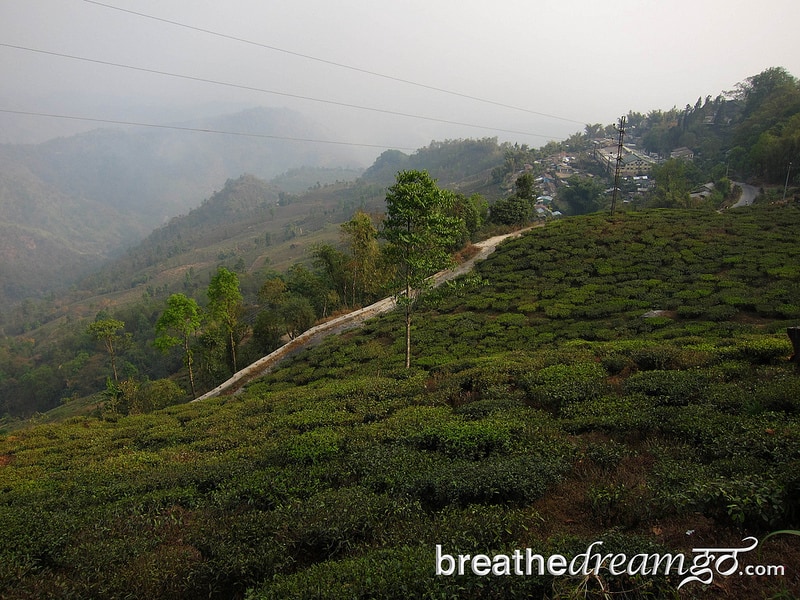 Tea, Darjeeling, India