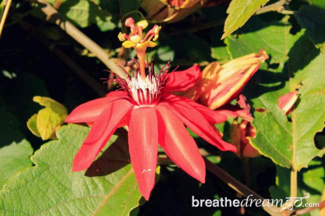 flowers Costa Rica ecotourism 