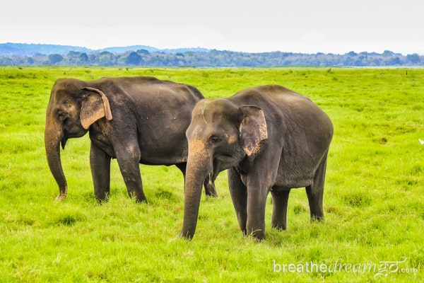 Sri Lanka, TBCAsia, Cinnamon Hotels, Sri Lankan Airlines, elephants, Kaudulla National Park, South Asia