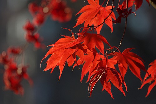 Canada, maple leaf