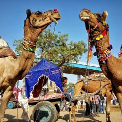 The sacred and profane at the Pushkar Camel Fair Pushkar, India, Rajasthan, Zostel, Camel Fair, camel, lake, Brahma, The Sacred Pushkar, Teamwork Arts, music,