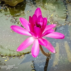 Namaste India, The birthplace of Yoga Kairali Ayurvedic Health Resort, Ayurveda, yoga, Kerala, Palakkad, wellness, retreat, resort, travel, journey, healing, medicine, herbal
