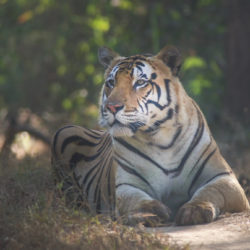 Exodus Travels Land of the Tiger tour of India tiger, tigers, India, Madhya Pradesh, safari, Exodus Travels, tour, travel, wildlife, animal, park, tiger reserve, Pench, Bandhavgarh, Kanha, sustainable, responsible