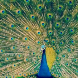 A new focus on responsible travel in 2017 Breathedreamgo, peacock, India, travel, bird, responsible, sustainable, tour, trip, blog, blogging