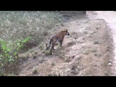 bandhavgarh tiger safari
