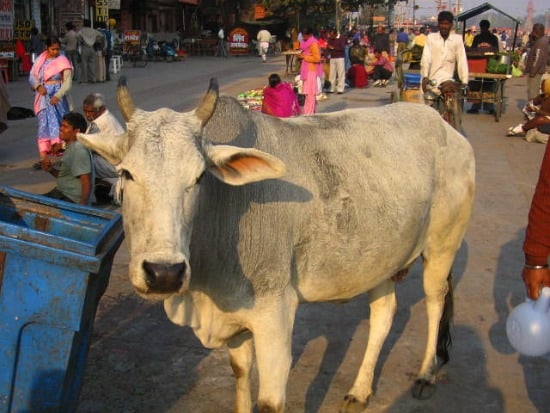 phototgraph of sacred cow in Haridwar, India