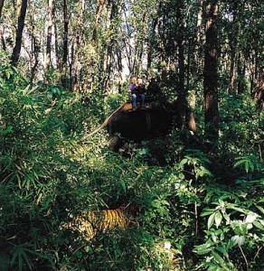 tiger in India