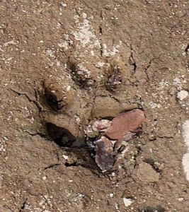 tiger pugmark in India