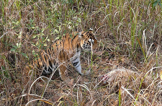 tiger India