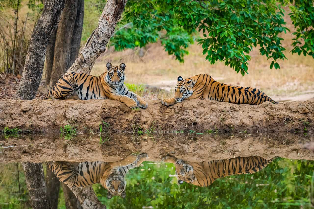 two tigers at a national park in India