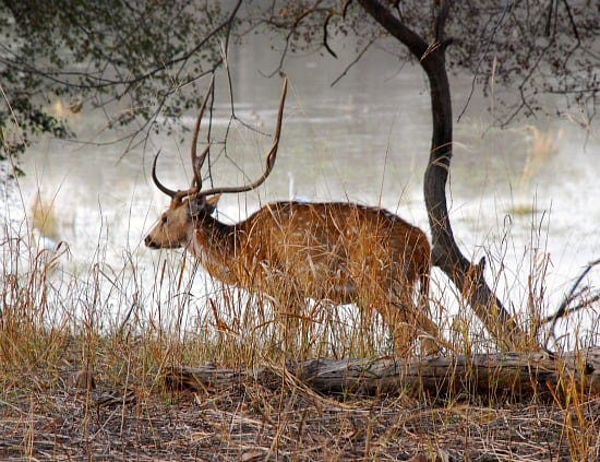Photograph of spotted deer at Ranthambhore National Park and tiger reserve, Rajasthan, India