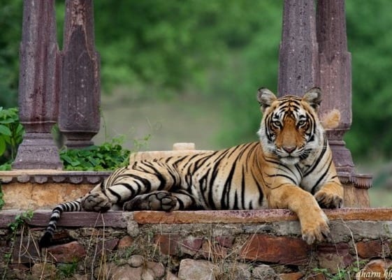 photograph of tiger in Ranthambhore national park by Tiger Watch director Dharmendra Khandal