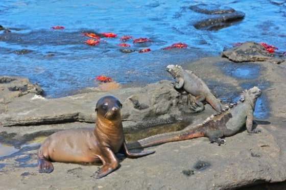 Photo by Bret Love and Mary Gabbett of GreenGlobalTravel in Galapagos Islands