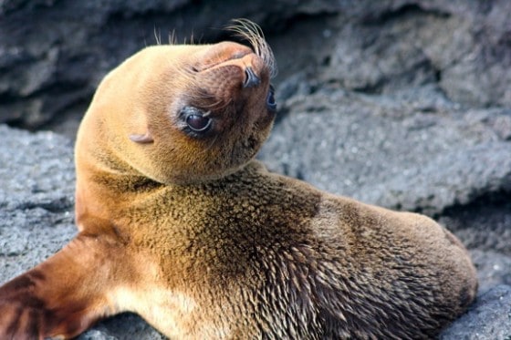 Photograph by Bret Love and Mary Gabbett of GreenGlobalTravel in Galapagos Islands