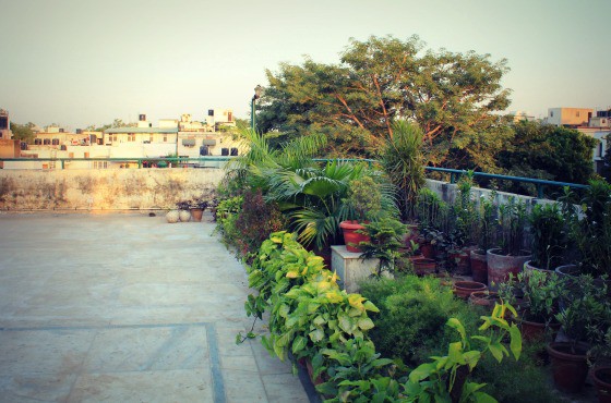 My sanctuary: The terrace in South Delhi 