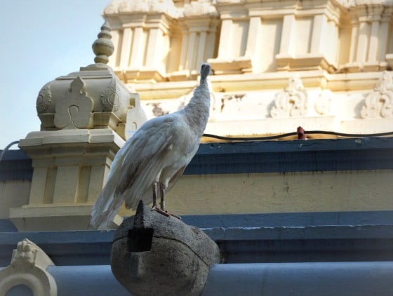 white peacock White peacock at Sri Ramana Maharishi ashram, Tiruvannamalai, Tamil Nadu, India.