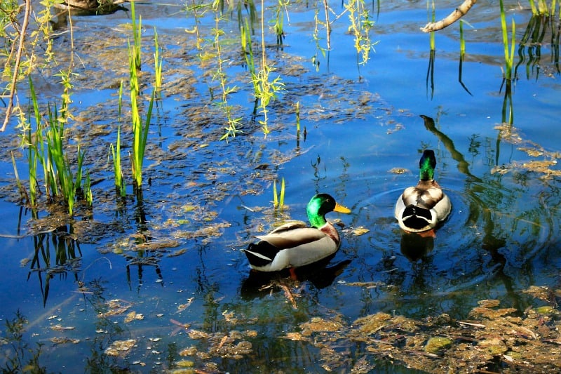 Ducks: Cherry trees, High Park, Toronto
