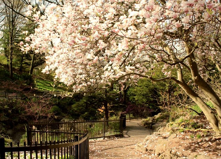 Hyper-local photo essay: Cherry Blossoms in High Park, Toronto