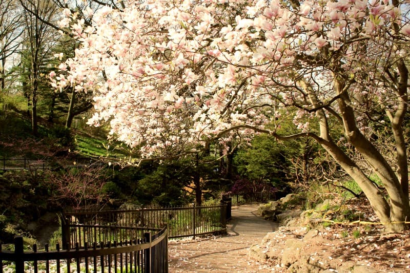 Cherry trees, High Park, Toronto