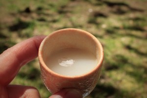 Sake and Cherry trees, High Park, Toronto