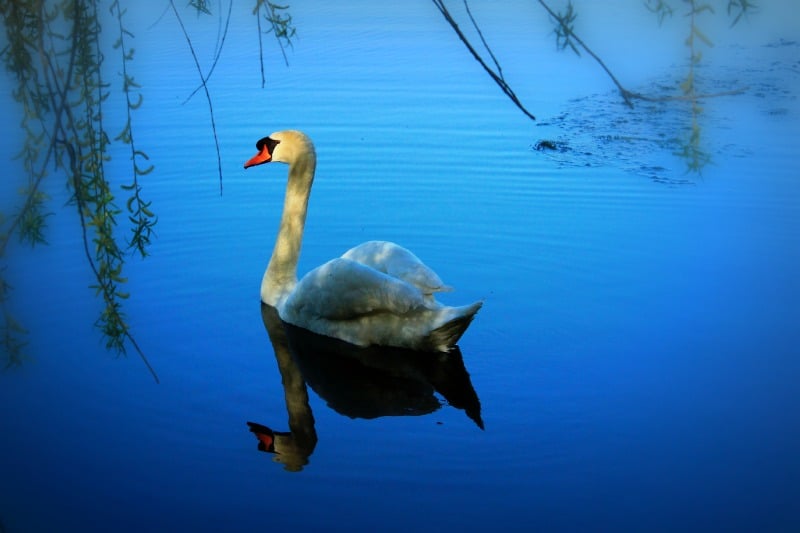 Swan: Cherry trees, High Park, Toronto