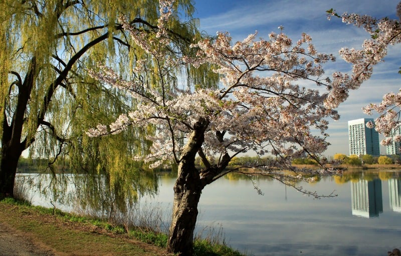 Cherry trees, High Park, Toronto