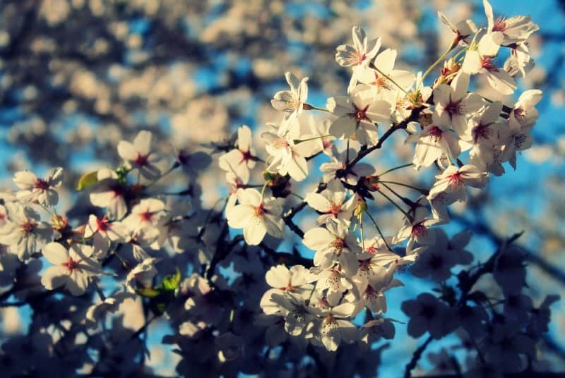 Cherry trees, High Park, Toronto