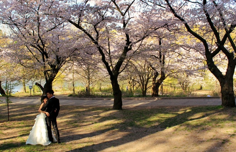 Cherry trees, High Park, Toronto